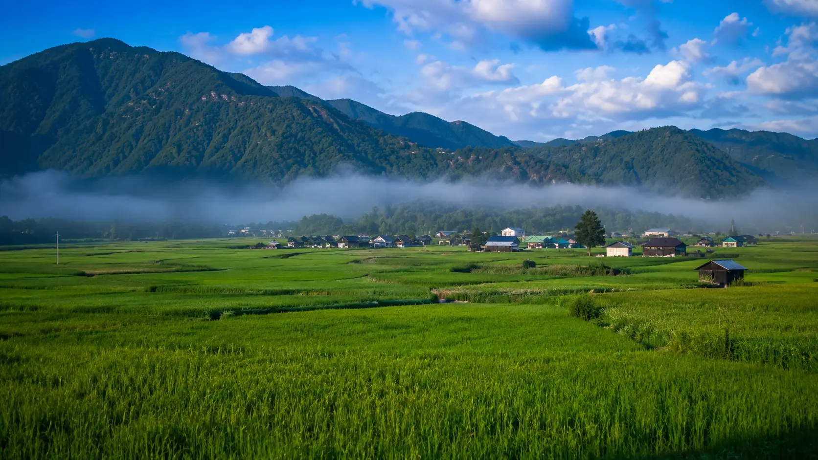 Whispering Pines & Tribal Echoes: Ziro Valley - India Photo 2
